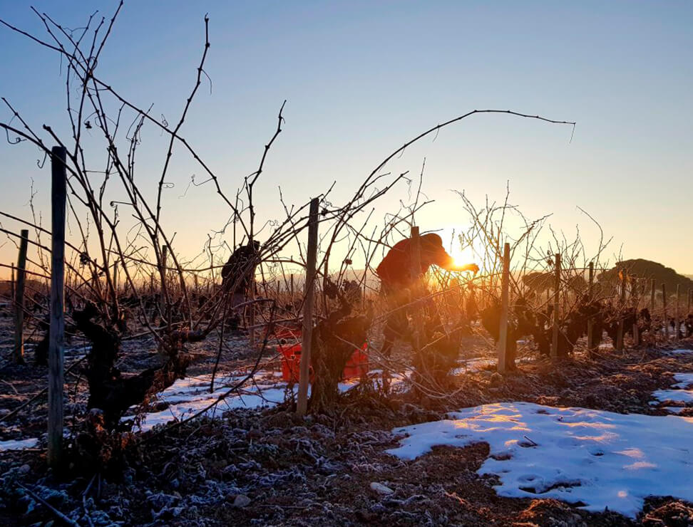 Pruning, an essential activity in the vineyard