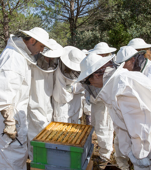 El secreto de las abejas